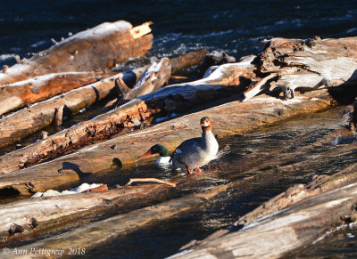 Common Merganser Pair