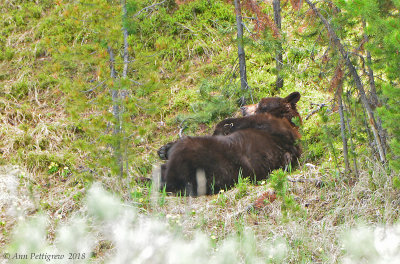 Let Sleeping Bears Lie