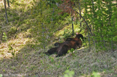 Let Sleeping Bears Lie