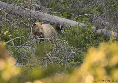Grizzly