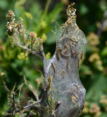 Tent Caterpillars