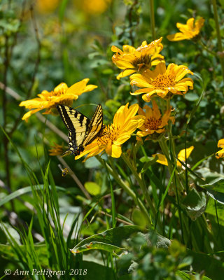 Western Tiger Swallowtail