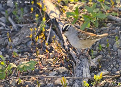 White-crowned Sparrow