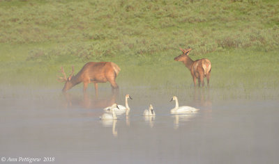 Fog and Reflections