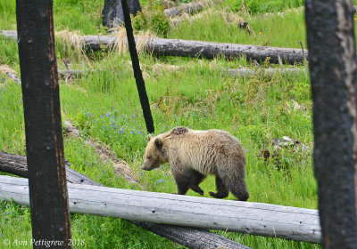 Grizzly