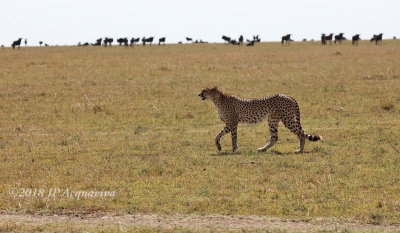 gupard - cheetah 0A7A1330.JPG