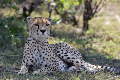 gupard - cheetah 6F5A5718.JPG