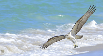 'About to go for a dip.....!'