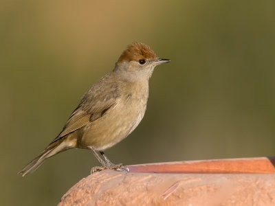 Blackcap