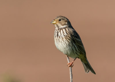 Corn Bunting