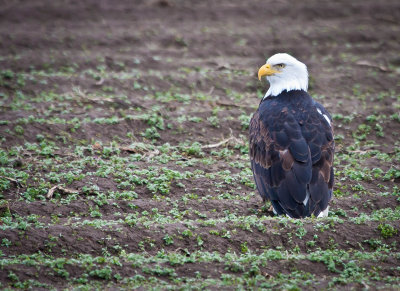 Bald Eagle