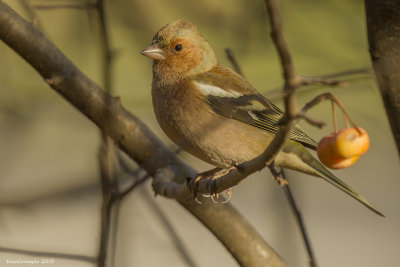 (Fringilla coelebs)