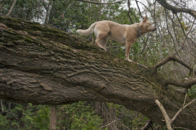 molly_in_the_tree.jpg