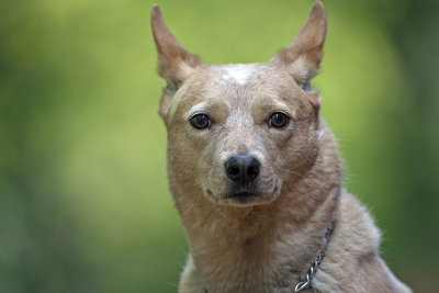 molly_portrait.jpg