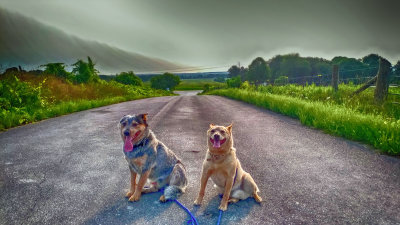 spike_molly_road.jpg