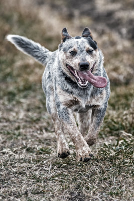 spike_tongue.jpg