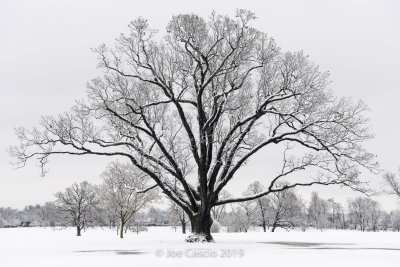 20190124_The_Olmsted_Oak855169.jpg