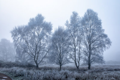 Hoar Frost