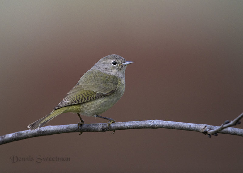 Orange-crowned Warbler