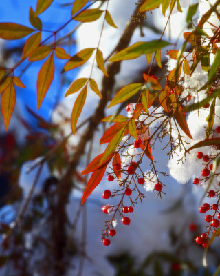 Snow_scene