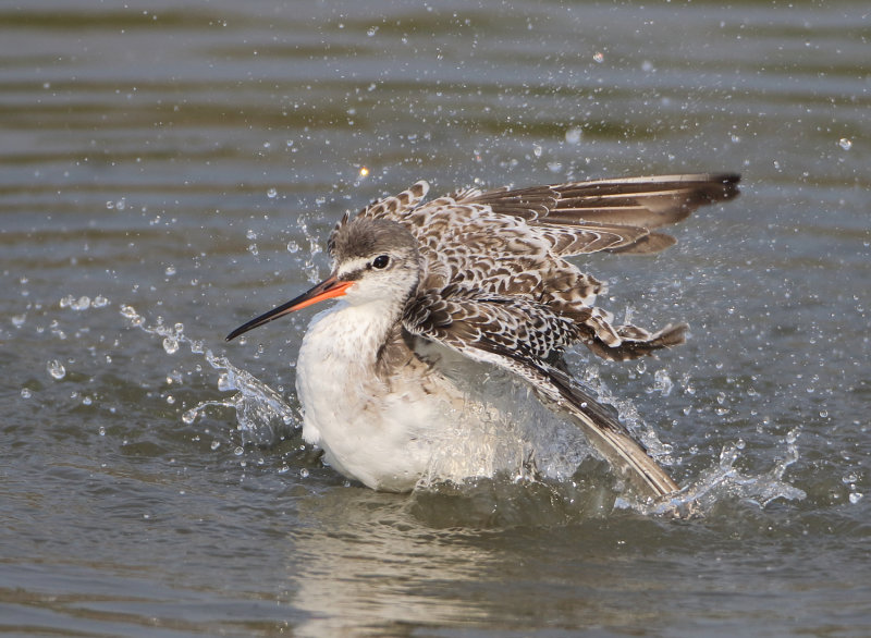 MAP: Spotted Redshank - Tringa erythrops 