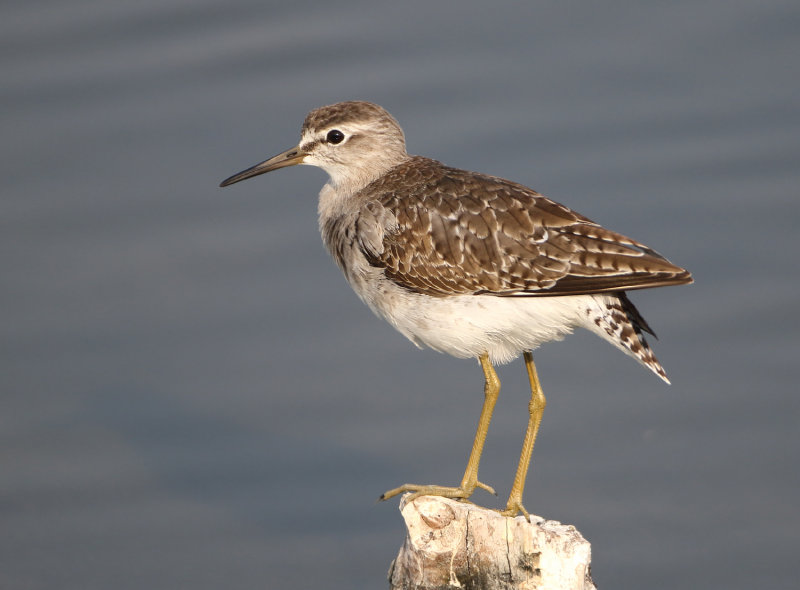 MAP: Wood Sandpiper - Tringa glareola