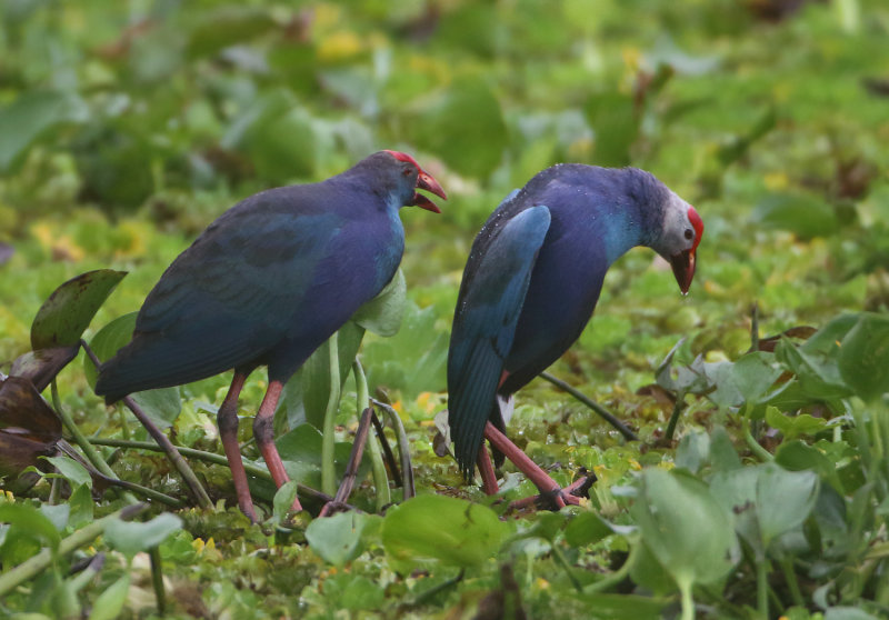 MAP: Grey-headed Swamphen - Porphyrio poliocephalus 