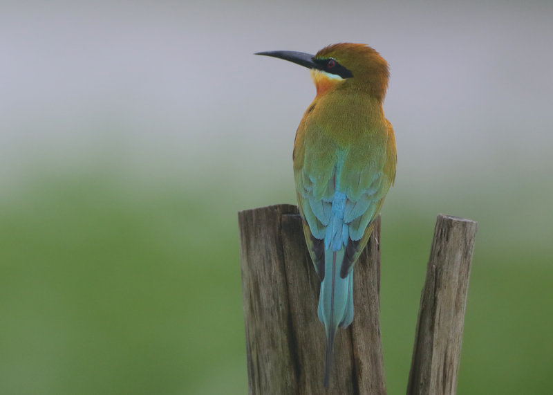 Bee-eaters - Meropidae (Bijeneters)