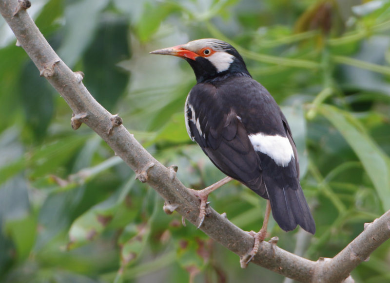 MAP: Asian Pied Myna - Gracupica contra 