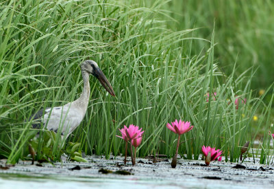 Asian Openbill - Anastomus oscitans (Indische Gaper)