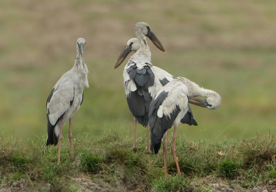Asian Openbill - Anastomus oscitans (Indische Gaper)