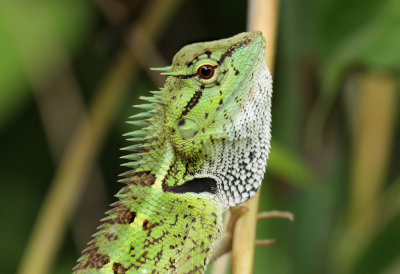 Forest Crested Lizard - Calotes emma (Gray, 1845)