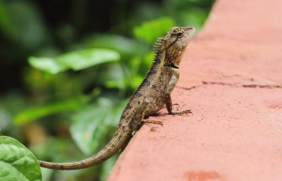 Forest Crested Lizard - Calotes emma (Gray, 1845)