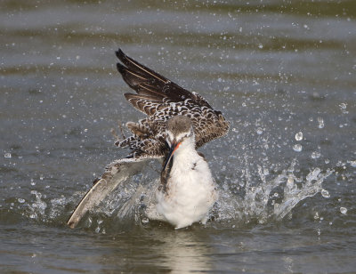 Spotted Redshank - Tringa erythrops (Zwarte Ruiter)