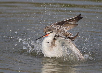 Spotted Redshank - Tringa erythrops (Zwarte Ruiter)