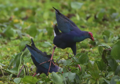Grey-headed Swamphen - Porphyrio poliocephalus (Grijskoppurperkoet)