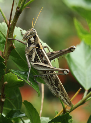 Grasshoppers - Orthoptera (Sprinkhanen)