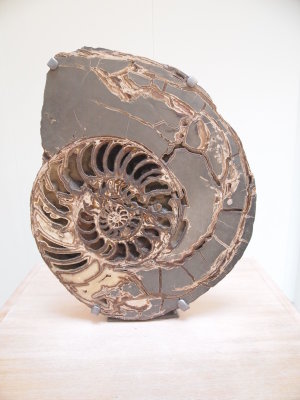 Natural History Museum 2014