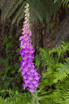 DSC_4661.jpg