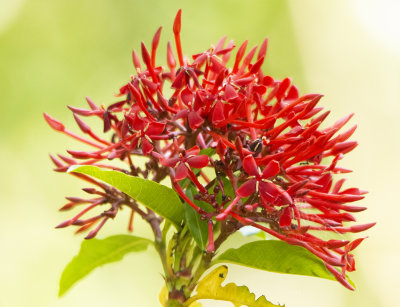 Ixora tree