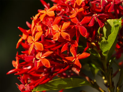 Ixora tree