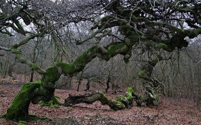 Vresbok i Trollskogen i Torna Hllestad, Skne