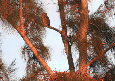 The Great Horned Owls across the street