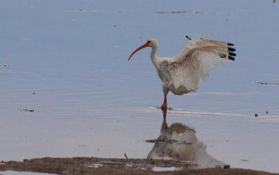 white ibis reflection