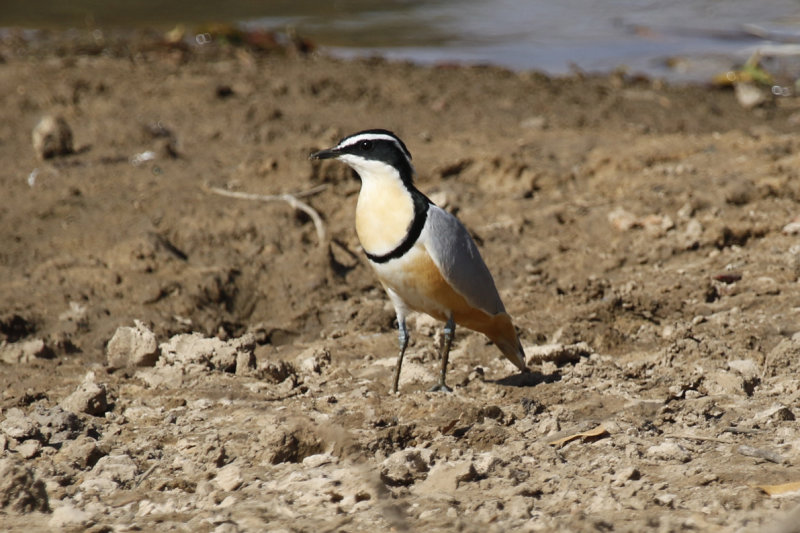 Egyptian Plover (Pluvianus aegyptius) Gambia - Central River Division CRD - Njauri Reservoir