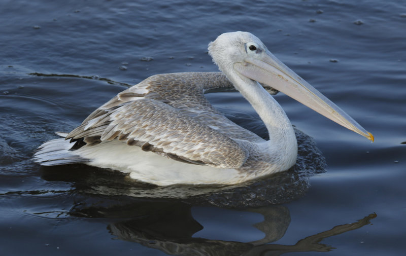 Pink-backed Pelican (Pelecanus rufescens) Gambia - Kotu Bridge 