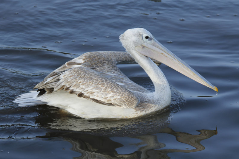 Pink-backed Pelican (Pelecanus rufescens) Gambia - Kotu Bridge