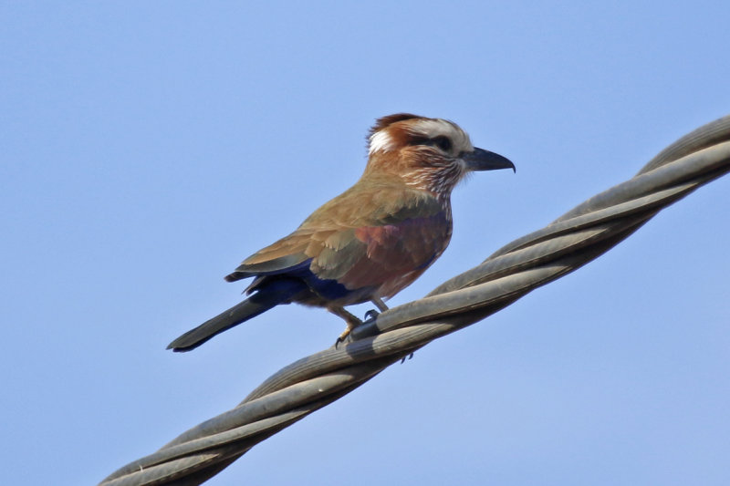 Purple Roller / Rufous-crowned Roller (Coracias naevius) Gambia - Western Division