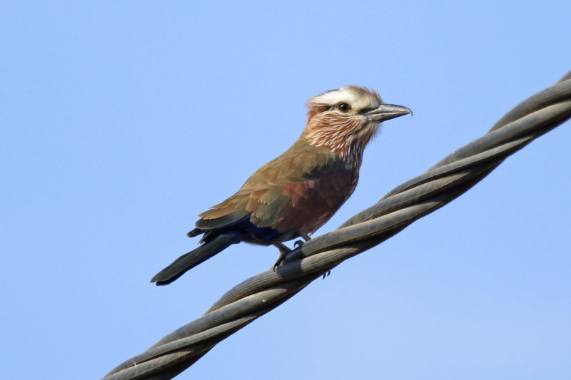 Purple Roller or Rufous-crowned Roller (Coracias naevius) Gambia - Western Division