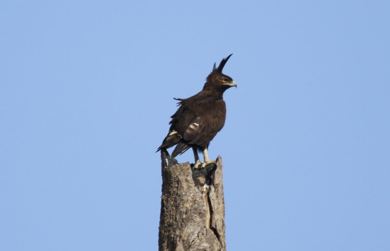 Long-crested Eagle (Lophaetus occipitalis) Gambia - Faraba Banta